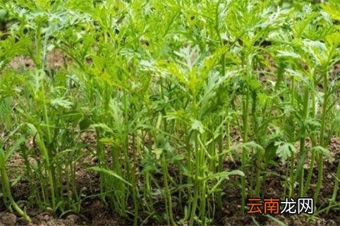 茼蒿菜什么时候种植 茼蒿菜什么时候种