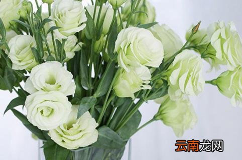 洋桔梗鲜切花养护方法以及注意事项