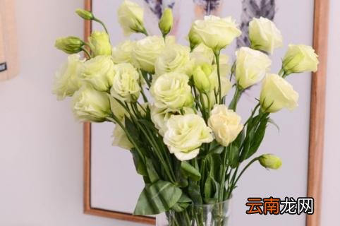 洋桔梗鲜切花养护方法以及注意事项