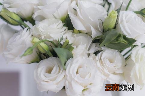 洋桔梗鲜切花养护方法以及注意事项