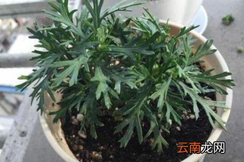 玛格丽特怎么剪 玛格丽特修剪方法