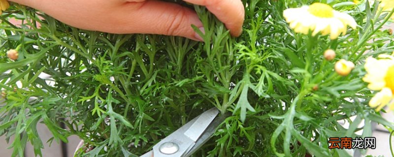 玛格丽特怎么剪 玛格丽特修剪方法