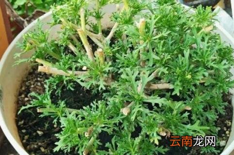 玛格丽特怎么剪 玛格丽特修剪方法