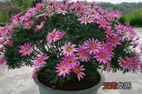 玛格丽特怎么剪 玛格丽特修剪方法
