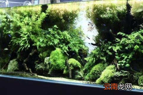 草缸怎么养孔雀鱼 草缸怎么养