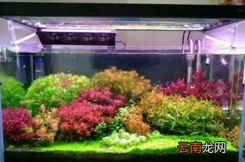草缸怎么养孔雀鱼 草缸怎么养