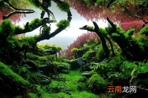 草缸怎么养孔雀鱼 草缸怎么养