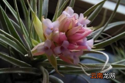 空气凤梨花的寓意和象征 空气凤梨的花语和象征
