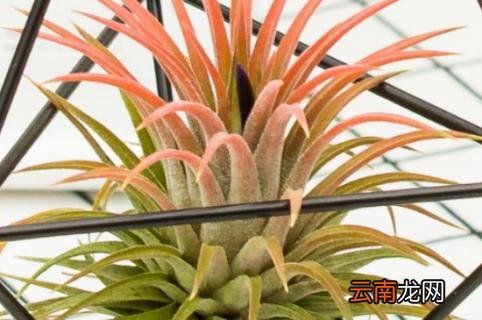 空气凤梨花的寓意和象征 空气凤梨的花语和象征