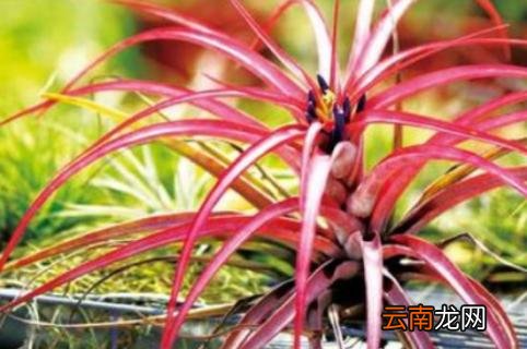 空气凤梨花的寓意和象征 空气凤梨的花语和象征