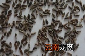 牛蒡子 牛蒡子的功效与作用