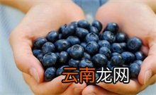 蓝莓 蓝莓是热性还是凉性