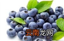 蓝莓 蓝莓是热性还是凉性