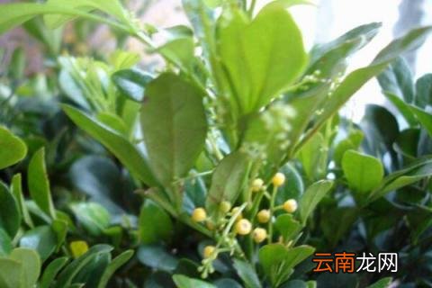米兰花的养殖方法