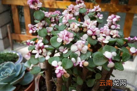 金枝玉叶怎么养成老桩