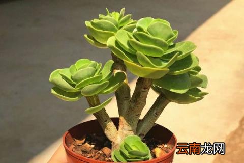 金钱木的养殖方法