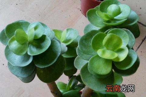 金钱木的养殖方法