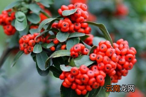 火棘冬天怎么养