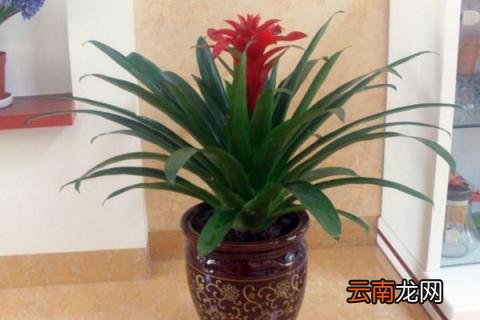 鸿运当头枯萎了补救