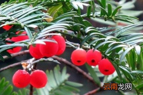 红豆杉怎么养