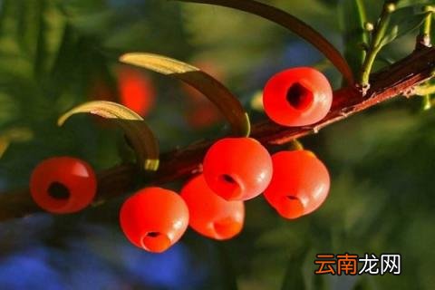红豆杉怎么养