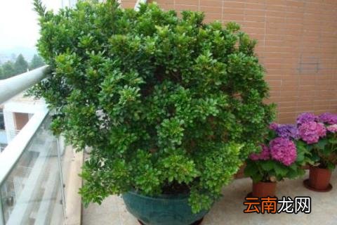 米兰的养殖方法和注意事项