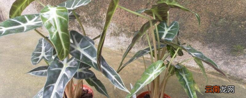 黑叶芋怎么养