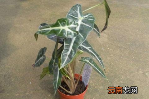 黑叶芋怎么养