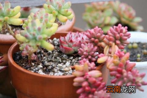 虹之玉的养殖方法