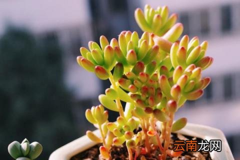 虹之玉的养殖方法