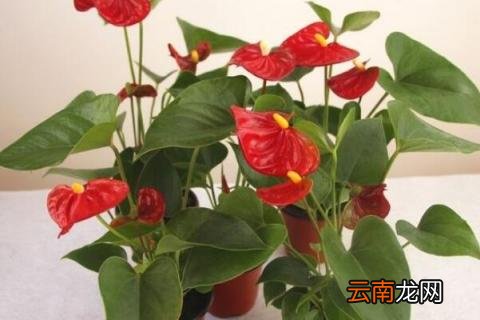 红掌的养殖方法和注意事项