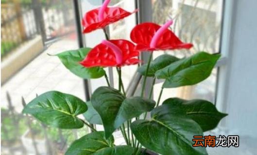 红掌的养殖方法和注意事项