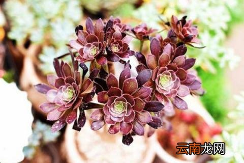 黑法师冬天怎么养