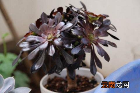 黑法师冬天怎么养