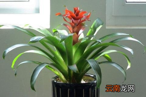 红运当头养殖方法和注意事项