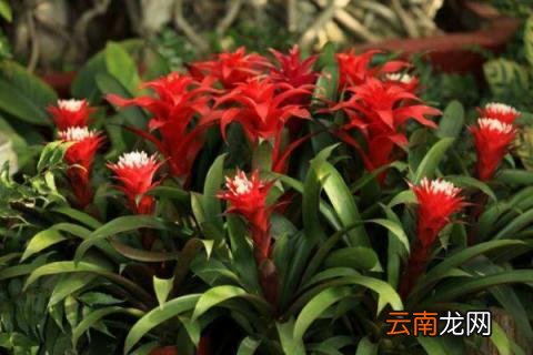 红运当头养殖方法和注意事项