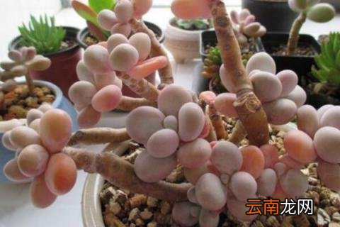 奶酪多肉怎么养