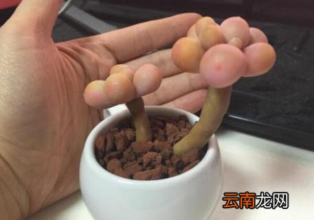 奶酪多肉怎么养