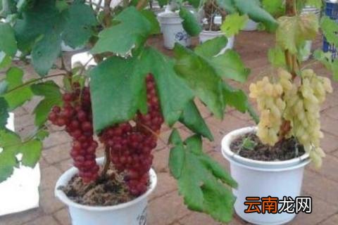 葡萄种植方法