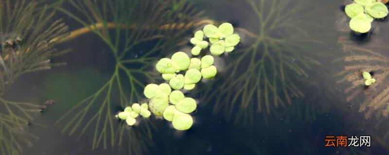 浮萍怎么养