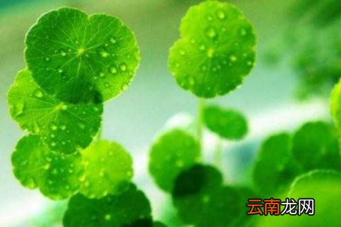 浮萍怎么养
