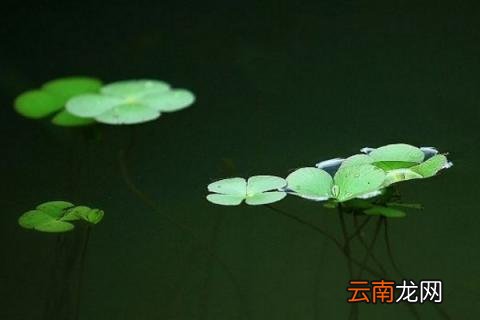 浮萍怎么养