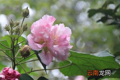 芙蓉花怎么养