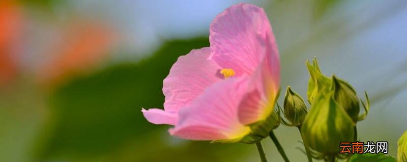 芙蓉花怎么养