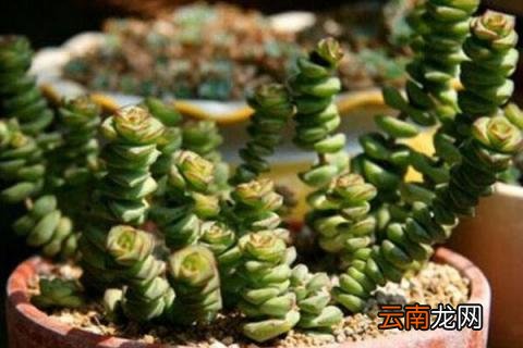钱串子的养殖方法
