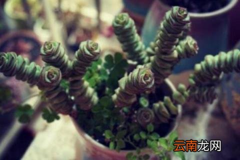 钱串子的养殖方法