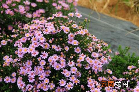 荷兰菊的种植方法