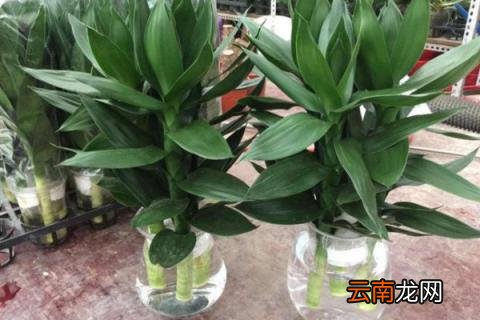荷花竹可以水培吗