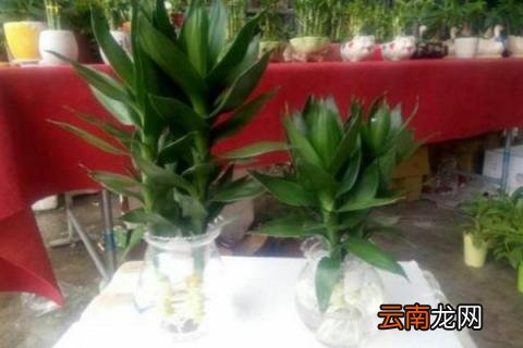 荷花竹可以水培吗