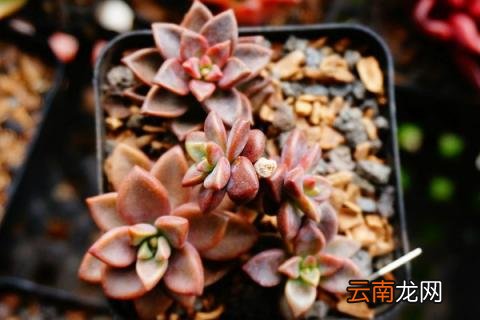 姬胧月怎么养